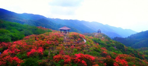 大围山杜鹃花5月8日全面盛开，花海已来，错过一次再等一年！”