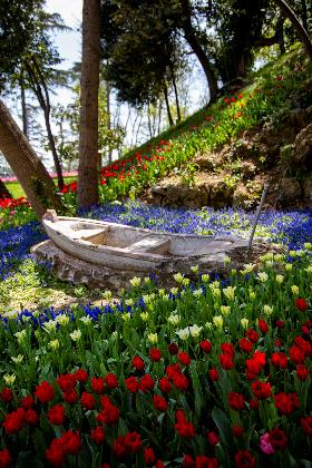 Istanbul（伊斯坦布尔）将迎来郁金香花季"</a